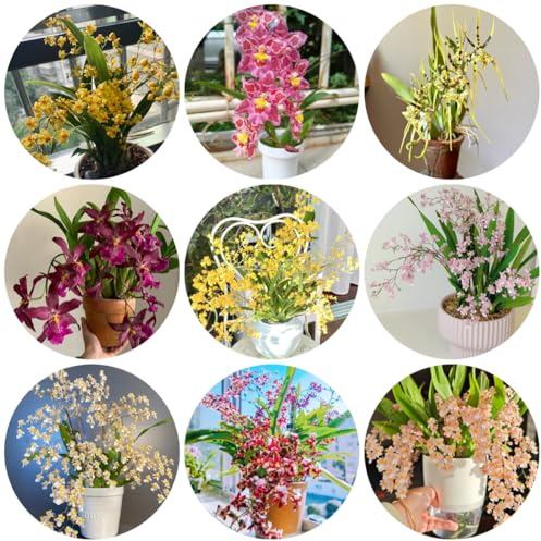 semi di orchidea oncidium - resistenti all'esterno perenne resistente tappezzante da giardino, perenni da balcone 500pcs