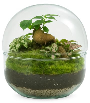 Garden Center Shop | Nanogarden Terrario Ball Ginfit 20x20 cm | Ecosistema de Cristal con Plantas Naturales | Jardín en Miniatura Decorativo
