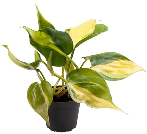 Philodendron Brasil Natural Planta Exótica de Interior con Hojas Colgantes y Fácil Mantenimiento