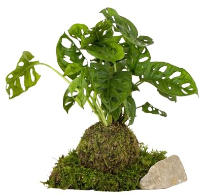 Árbol Natural KOKEDAMA Artesanal DECOALIVE Planta Monstera Adansonii en Bola de Musgo