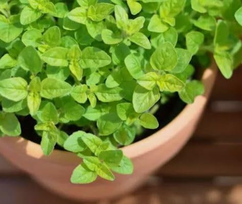 1 Pack of 2000 SEEEDS Sweet Marjoram