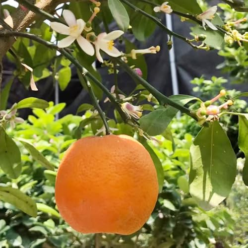 zitronenbaum balkonpflanzen winterhart steingartenpflanzen winterhart kräutergarten bonsai pflanzensamen obstbaum büropflanzen exotische säulenobst indoor garten balkon hochbeet 100samen