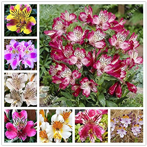 Mix di semi di Alstroemeria Giglio peruviano Semi di Alstroemeria Inca Bandit Planta