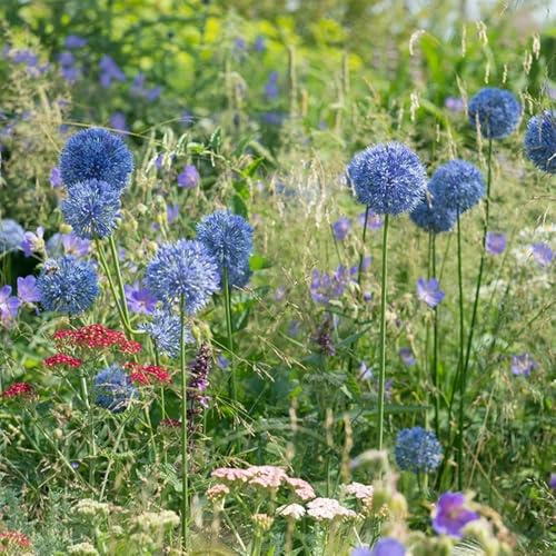 bulbos allium resistentes puerro gigante decorativas resistentes jardines de rocas decoración de balcón camas elevadas oficina 10pcs