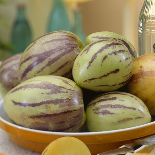 semi di melone pero, semi rari melone pepino esotiche colonnare fresca giardino roccioso colonnari 50pcs