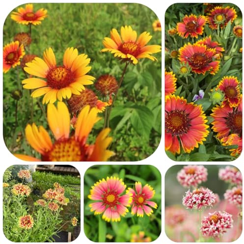 semillas de manta, gaillardia, cortadas silvestres de balcón cubierta perenne resistente para 300pcs