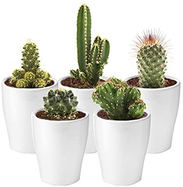 vdvelde.com - Ecoworld Mini Kakteen echte pflanzen mit Keramik kaktus topf - 5 Verschiedene Arten sehr pflegeleicht, benötigen wenig Wasser - 5 Kleine Pflanzen Ø 6 cm - Höhe 8-15 cm