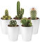 vdvelde.com - Ecoworld Mini Kakteen echte pflanzen mit Keramik kaktus topf - 5 Verschiedene Arten sehr pflegeleicht, benötigen wenig Wasser - 5 Kleine Pflanzen Ø 6 cm - Höhe 8-15 cm