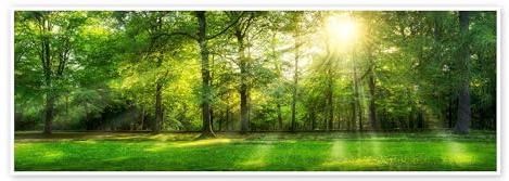 Posterlounge Photo panoramique d'une forêt en été Poster | 90 x 30 cm de Jan Christopher Becke Vert Tableaux Décoration murale