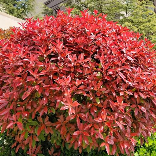 Semi di Photinia red robin - siepe - perenni resistenti Semi di Red Robin interno decorazione autunnale resistenti per il 600pcs