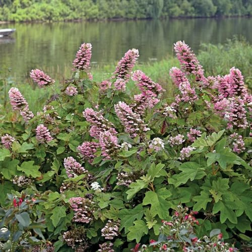 Gatsby Pink® Hydrangea - 4 Pot - Proven Winners