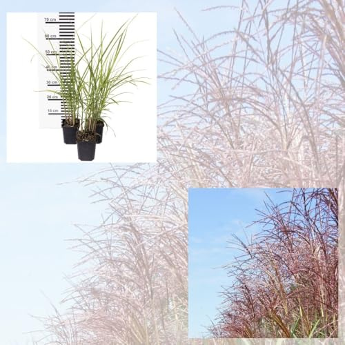 Jumbogras®, Ziergras Miscanthus sinensis Malepartus, Sichtschutz, Gräserhecke, Solitär im Garten, Gräser-Beete; (im Ballen/Topf) (3 x Mini)