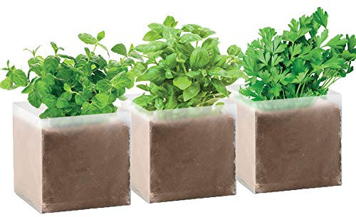 noTrash2003 3er Pflanz Set Kräuter Samen Küchenkräuter Pflanzen Minze, Petersilie, Basilikum