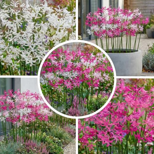 10 Nerine Zwiebeln Sammlung (10 Blumenzwiebeln in Großformat 12/14) Hochwertige mehrjährige Pflanzen aus Holland, winterhart Amaryllis knollen perfekt für Zimmer & Garten und Töpfe, (keine Samen)