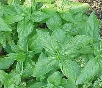 seedsown Ail Graines Girofle « Toscane Wight » Ail à partir de bulbes Nouvelle variété UK Cultures (30)