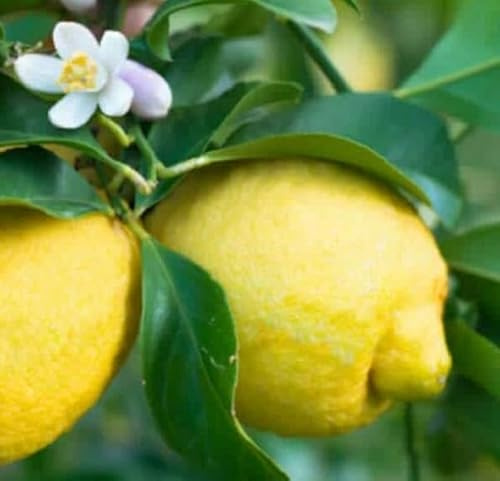 Albero Limone Siracusano