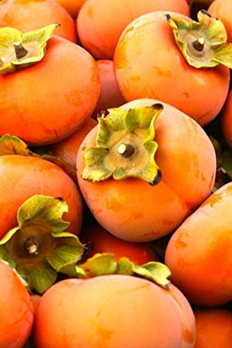 Pianta di Cachi o Kaki Albero di cachi o Kaki pianta vera età 2 anni albro da frutta venduta da eGarden.store (Vaniglia)