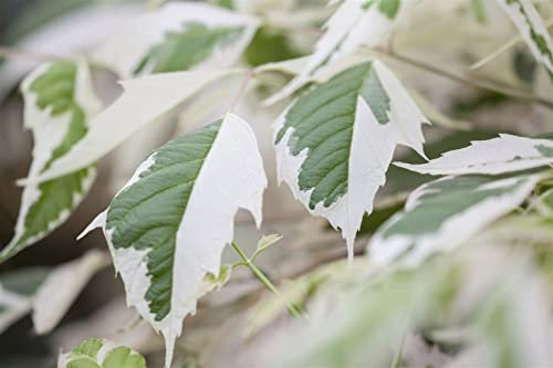 Acer negundo 'Flamingo' 60-100 cm, Eschen-Ahorn, rosa-weiß panaschierte Blätter, ideal für Kübel und Rabatten, pflegeleicht, winterhart