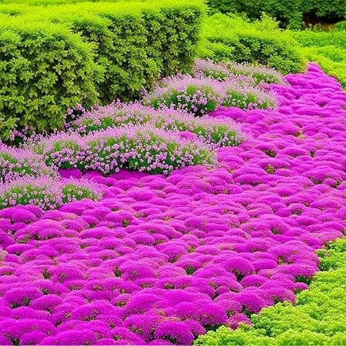 20000 Creeping Thyme Seeds, Wild Thyme Flower Plant Rock Cress Ground Cover Flower, Wildflower Seed Mix Covers 35m², Carpet Evergreen Plant for Landscaping, Lawn Alternative