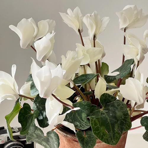 Semi di ciclamino - semi di giardino di esotiche decorazione floreale decorazione da giardino per esterni da balcone serre 85pcs