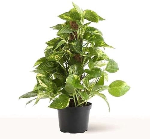 Poto Tutor Natural Hermosa Planta de Interior Perfecta para Decorar tu Hogar