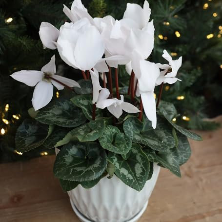 Lot de 100 graines de fleurs de cyclamen blanc fraîches