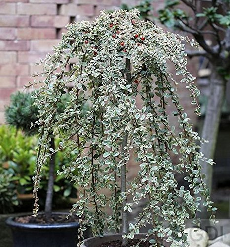 Cotoneaster dammeri 'Juliette' Hochstamm 60–80 cm – Winterhart, Immergrün, Pflegeleicht – Zwergmispel – Kübelpflanze für Terrasse & Garten