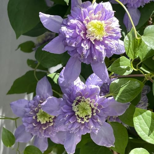 ClematisZwiebeln, blumenzwiebel garten Clematis florida, Kletterpflanze, winterhart blumendeko balkonblumen 1pcs