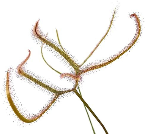 Fangblatt - Drosera binata var. Dichotoma 'Giant' - fleischfressende Pflanze im Ø 9 cm Rundtopf - faszinierende Karnivore für Ihr Zuhause