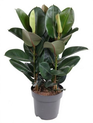 Ficus elastica Robusta Gummibaum Zimmerpflanze große glänzende Blätter 100 cm Höhe