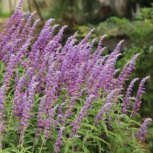 semi di salvia resistente - balcone giardino biologiche 350pcs