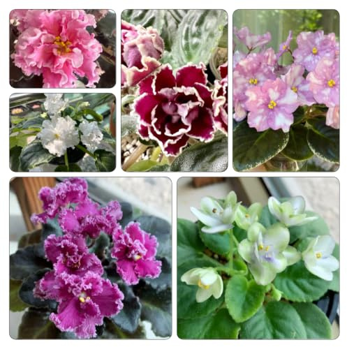 usambaraveilchen 85samen frühlingsblumen Ausgezeichnete Verzierung