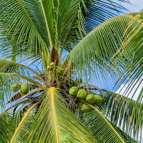 semi di palma da cocco, biologici Cocos nucifera, da frutto da frutto comprare 3pcs