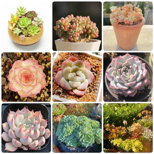 800 pcs fleischfressende samen, hochbeett seed best of Sukkulenten succulent plants,sukkulente gewächshaus balkon mini garten ausgefallene geschenke pflanzensamen zimmerpflanzen saat