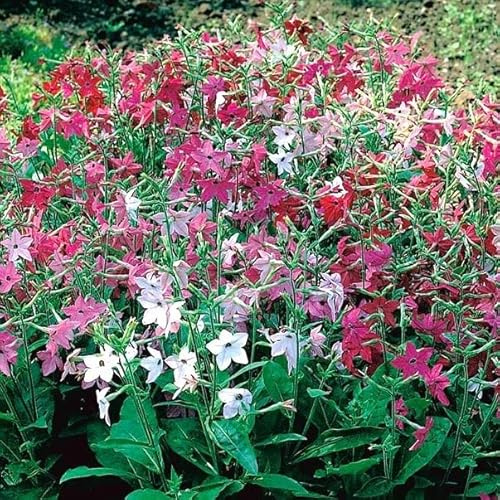 NICOTIANA ORNAMENTALE SEMENTI NR.1 BUSTA
