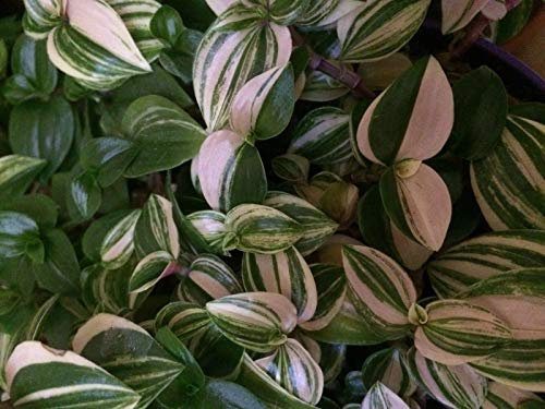 Portal Cool Tradescantia fluminensis Variegata Un Taglio di Alta qualità - Ebreo Errante