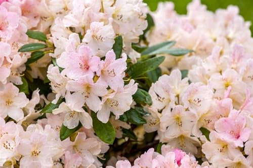 Rhododendron yakushimanum 'Yaku Queen' 50-60 cm - Rhododendron, weiße Blüten mit rosa Hauch, Blütezeit Mai-Juni, ideal für Halbschatten, immergrün, winterhart