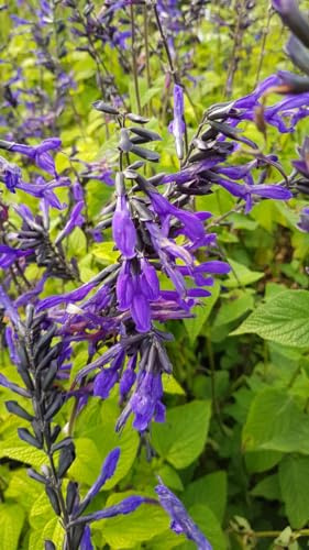 Salvia guaranitica ‘Black and Bloom’ / Sauge du Paraguay/Conteneur de 3 à 4 litres/Vivace