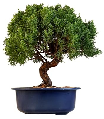Bonsai Baum in einem Plastiktopf - Juniper Chinesis Kishu aus Japan - Chinesis Wacholder (21 cm Schale, 30-35cm Höhe)