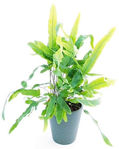 POWERS TO FLOWERS - FELCE PHLEBODIUM AUREUM BLUE STAR IN VASO CERAMICA ANTRACITE, pianta vera