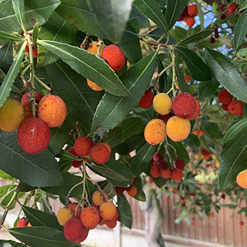 Suttons Arbutus Unedo Garden Evergreen Strawberry Tree Rubra Large Bushy Shrub Summer Blooms Urn Shaped Flowers Leathery Foliage Late Season Nectar Pollinating Insects 3.6L or 10 Litre Pot