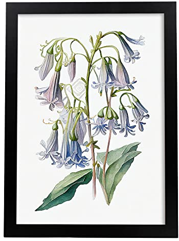 Nacnic Jacinthe des bois Affiche dans style Aquarelle Fleur Plante Botanique Minimaliste Fond Blanc Impression d'Art Mural pour Maison Chambre Salon Design d'Intérieur A4 avec cadre noir
