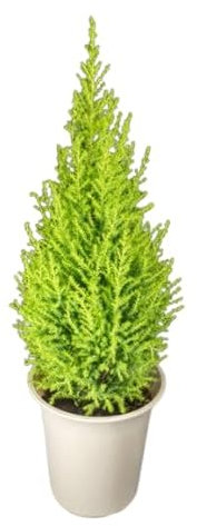 Arbusto GoldCrest - Ciprés Natural de Riego Moderado