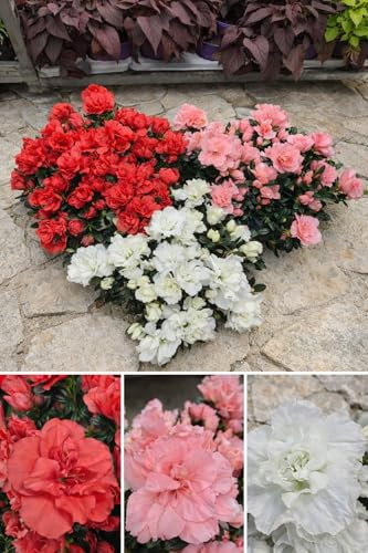 POWERS TO FLOWERS - AZALEA DA ESTERNO SET, OFFERTA ULTIMI 30 SET!!! ROSSA, ROSA E BIANCO, vaso 14cm diametro, piante vere