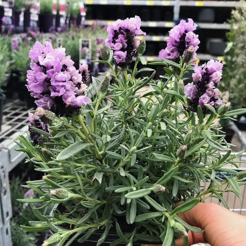 Semillas de lavanda, jardín de productos sostenibles para lugares soleados resistentes para el jardín resistentes de exterior Decoración 400pcs