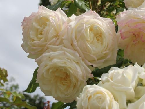 Kletterrose Alaska ® (Container)