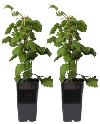 Plant in a Box - Japans vinbär - Set om 2 - Rubus phoenicolasius - Höjd 50-60cm - ø15cm - Fruktväxter - Röd