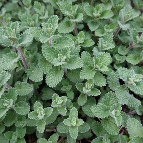 Nepeta Grol Katzenminze – 48 Pflanzen – Ø9cm – Höhe 10-25cm – Winterharte Staude – Blauviolette Blüten – Bienenfreundlich für Beet & Rabatte