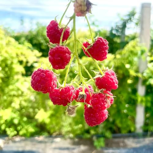 Himbeeren - obstbäume kaufen seltene balkongewächshäuser säulenobstbäume obstgarten exotische steingartenpflanzen obstsamen zwergobstbäume winterhart säulenobst obstbaum 100Samen