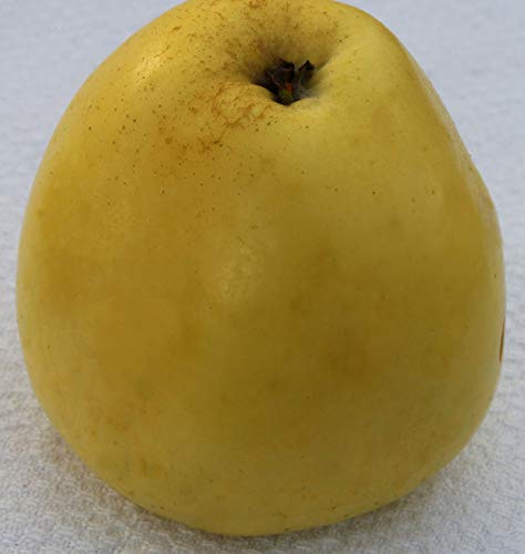 Apfelbaum Gelber Richard 60-80cm - edel und feinwürzig - lebende Gartenpflanze aus den Baumschulen